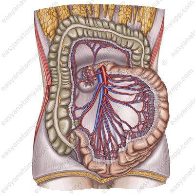 Posterior caecal arteries (aa. coecales  posterior)